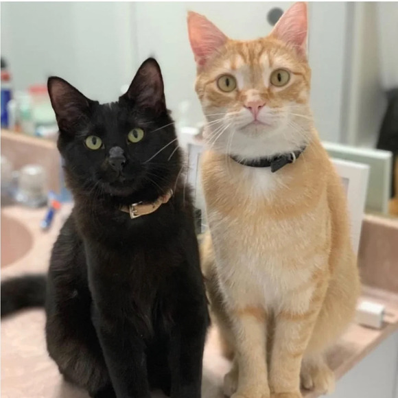 NWT PUPTECK 2 PCS Soft Leather Cat Kitten Collar- Black and Brown with Bells - Picture 2 of 6